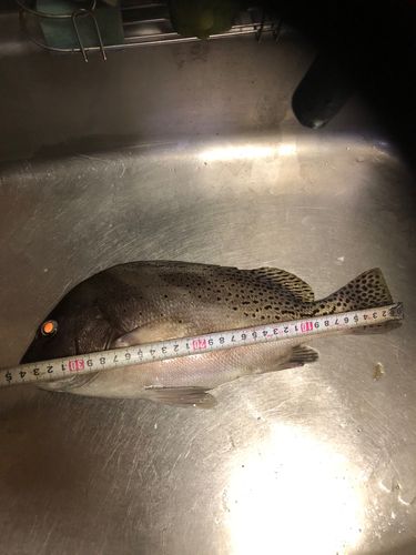 釣果