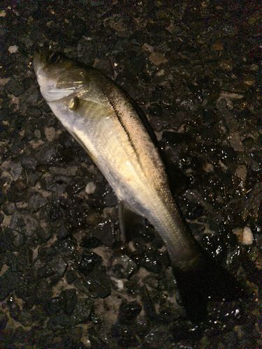 マルスズキの釣果