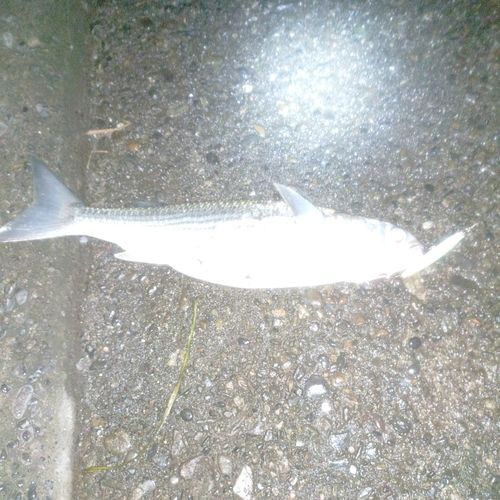 ボラの釣果