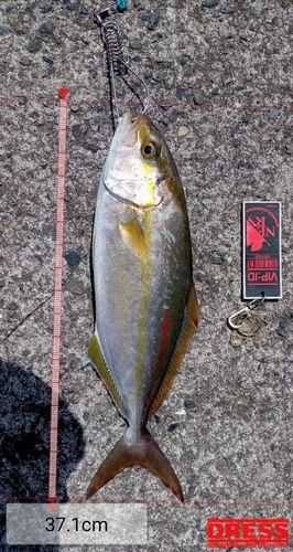ネリゴの釣果