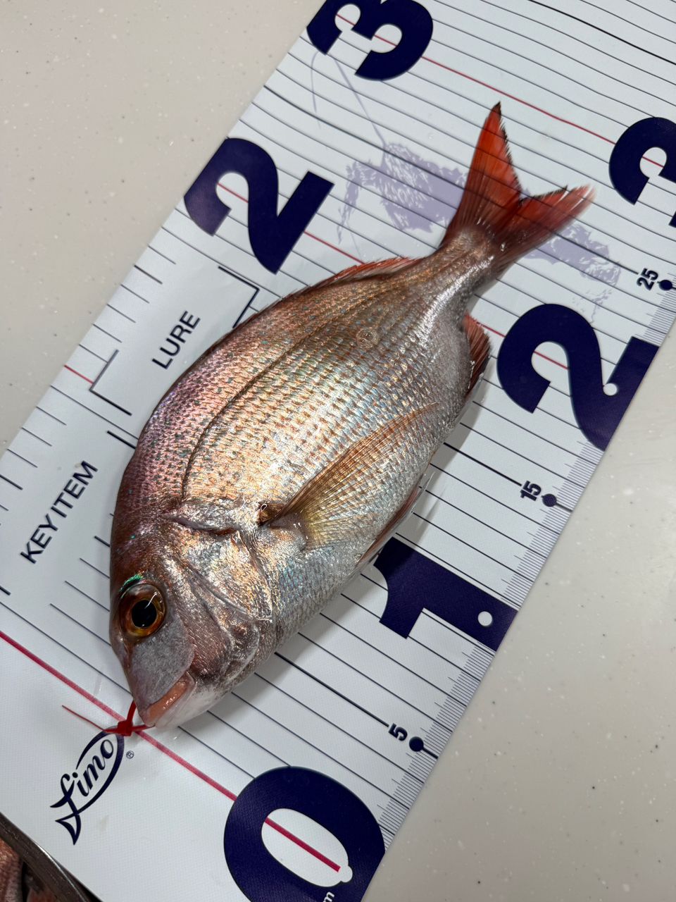 k1mrwoooonderさんの釣果 1枚目の画像