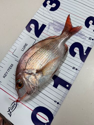 マダイの釣果