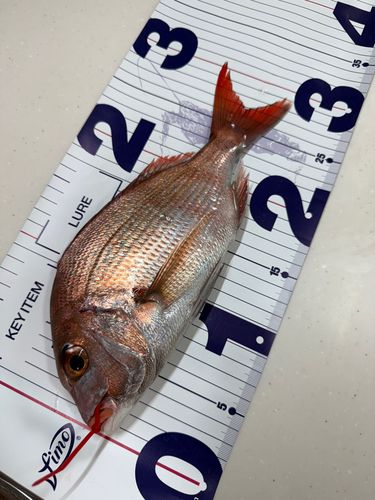 マダイの釣果