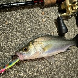 セイゴ（マルスズキ）