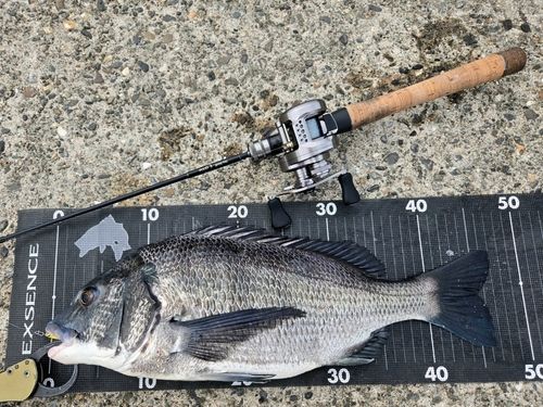 チヌの釣果