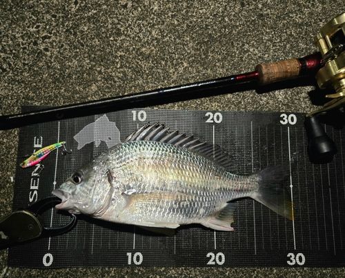 キビレの釣果