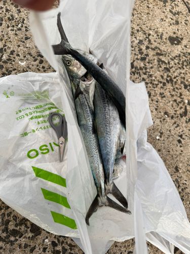サゴシの釣果