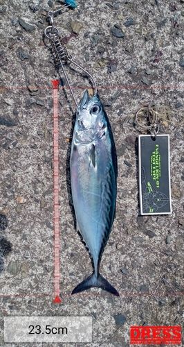 ヒラソウダの釣果