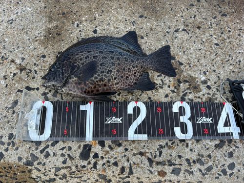 イシガキダイの釣果