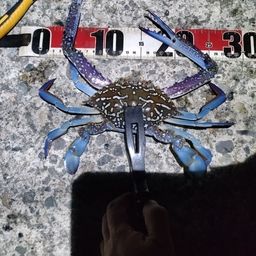 タイワンガザミ