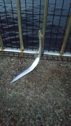 タチウオの釣果
