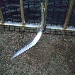 タチウオ