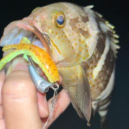 アオハタ