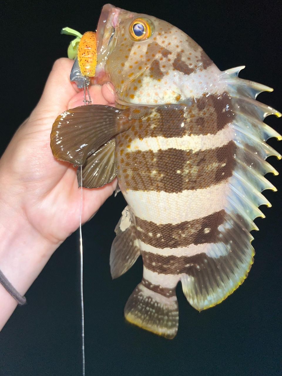 アオハタ