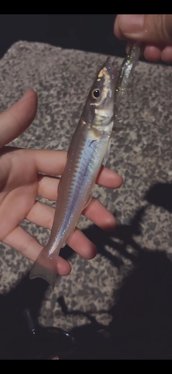 アオハタ