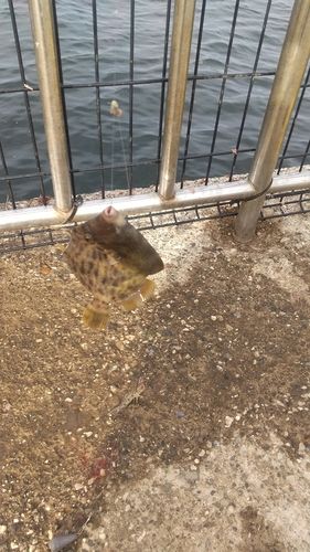 カワハギの釣果