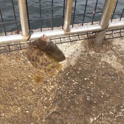 カワハギ