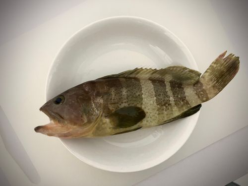 舞鶴湾