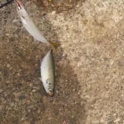 アジ