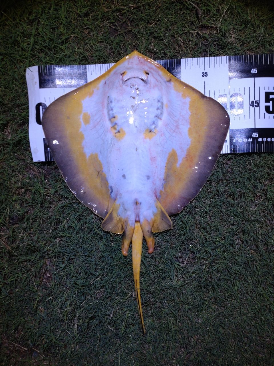 アカエイ