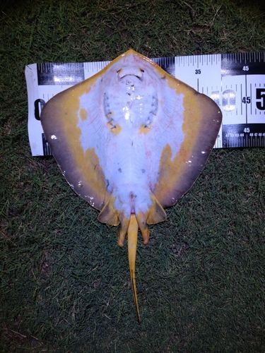 アカエイの釣果