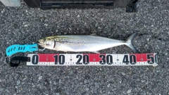 サゴシの釣果