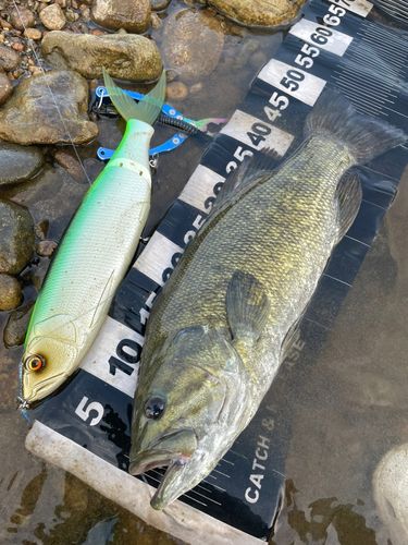 スモールマウスバスの釣果
