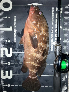 キジハタの釣果