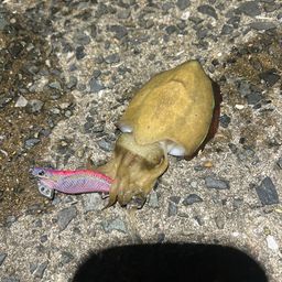 コウイカ