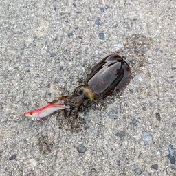アオリイカ