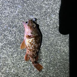 カサゴ