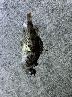 クロソイの釣果