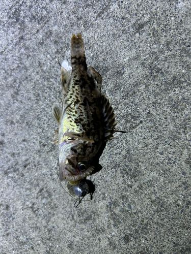 クロソイの釣果