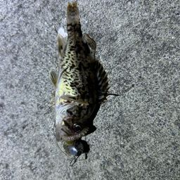 クロソイ