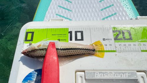ベラの釣果