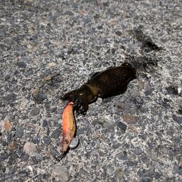 アオリイカ
