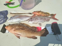 キジハタの釣果
