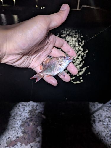 チャリコの釣果