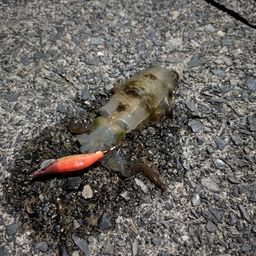 アオリイカ