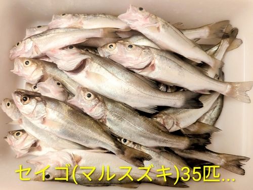 セイゴ（マルスズキ）の釣果