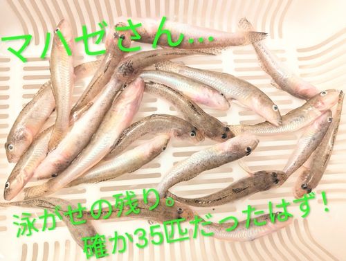 マハゼの釣果