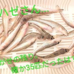 マハゼ