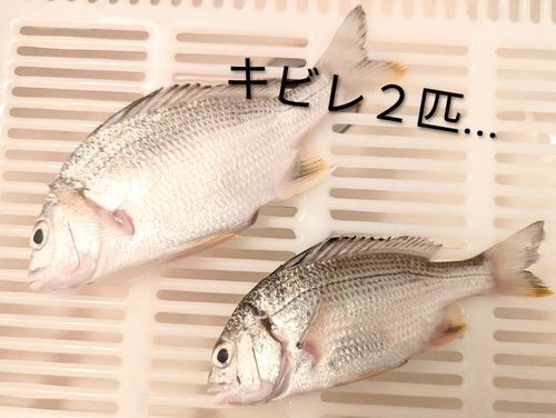 キビレの釣果