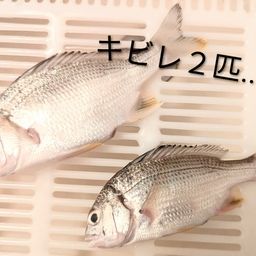 キビレ