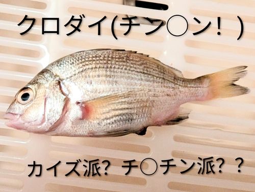 チンチンの釣果