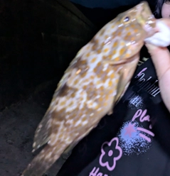 キジハタの釣果