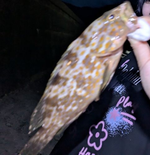 キジハタの釣果