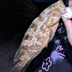 キジハタ