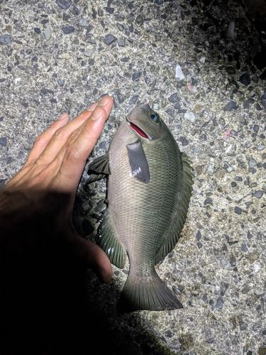メジナの釣果