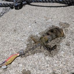 アオリイカ